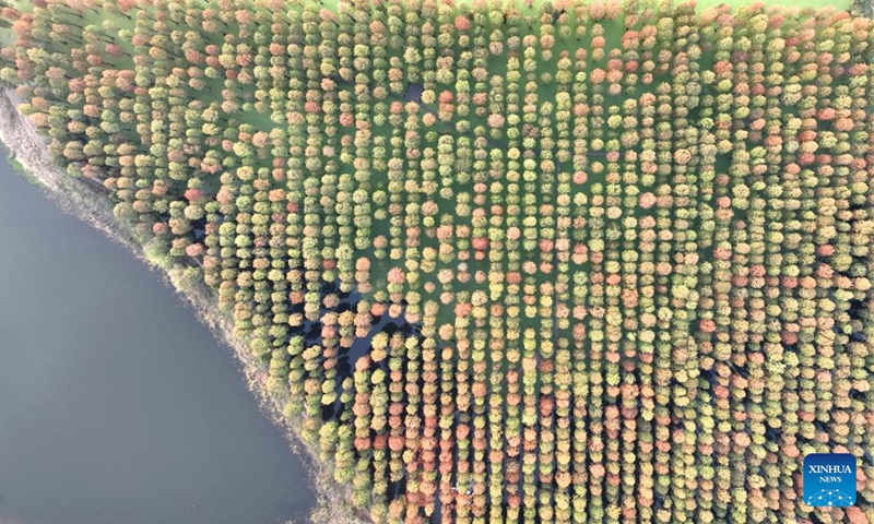 This aerial photo taken on Nov. 9, 2022 shows a metasequoia forest in Luyang Lake wetland park in Yangzhou, east China's Jiangsu Province. (Photo by Meng Delong/Xinhua)