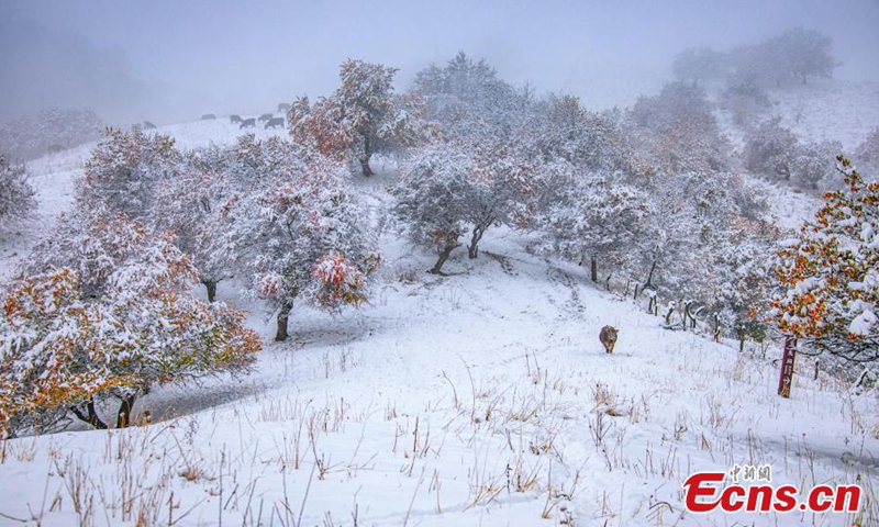 2022年11月9日，在中国西北部维吾尔自治区伊犁哈萨克自治州那拉提杏谷，一名牧民冒着雪。（照片：中新社/杨晓倩）