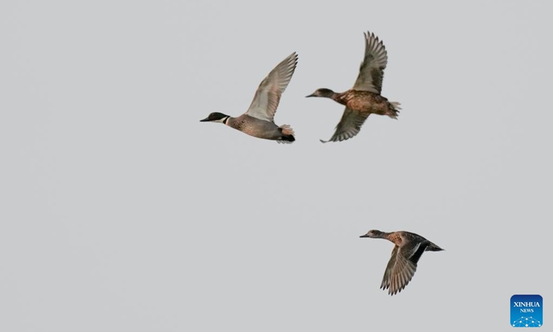 Falcated ducks fly above the Shuanggui Lake national wetland park in Liangping District of southwest China's Chongqing, Nov. 7, 2022. Liangping District won the International Wetland City from the Ramsar Convention this year. The district has built a national-level wetland park, Shuanggui Lake national wetland park.(Photo: Xinhua)