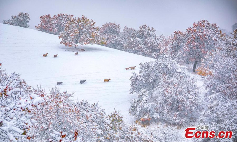 A herder braves heave snow at the Nalati Apricot Valley in Ili Kazak autonomous prefecture, Northwest China’s Xinjiang Uyghur Autonomous Region, Nov. 9, 2022. (Photo: China News Service/Yang Xiaoqian)



