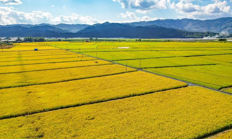 Photo: Screenshot of the demonstration site of perennial rice in Menghai, Southwest China's Yunnan Province from Yunnan University's official Wechat account 