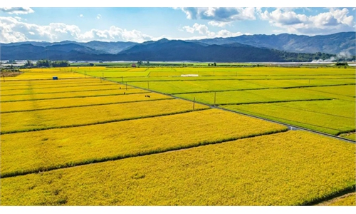 Chinese research team from Yunnan University breeds perennial rice with high yields over years with one planting: report
