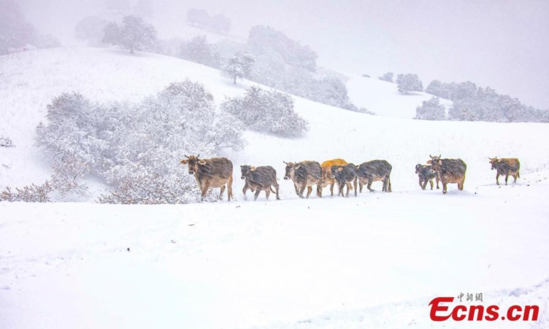 Cattle wander in the snow field at the Nalati Apricot Valley in Ili Kazak autonomous prefecture, Northwest China's Xinjiang Uyghur Autonomous Region, Nov. 9, 2022. (Photo: China News Service/Yang Xiaoqian)


