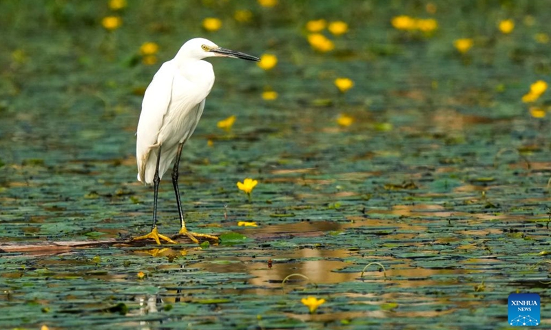 An egret is pictured in the Shuanggui Lake national wetland park in Liangping District of southwest China's Chongqing, Nov. 7, 2022. Liangping District won the International Wetland City from the Ramsar Convention this year. The district has built a national-level wetland park, Shuanggui Lake national wetland park.(Photo: Xinhua)