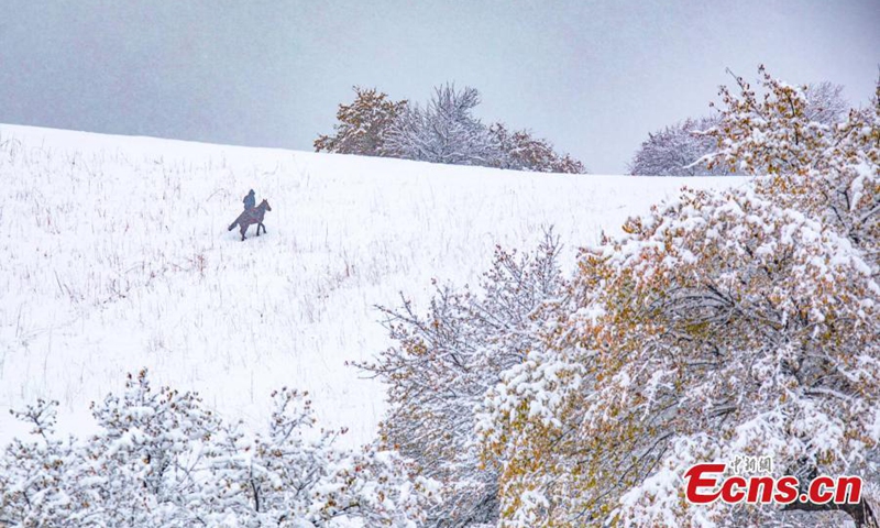 2022年11月9日，在中国西北部维吾尔自治区伊犁哈萨克自治州那拉提杏谷，一名牧民冒着雪。（照片：中新社/杨晓倩）