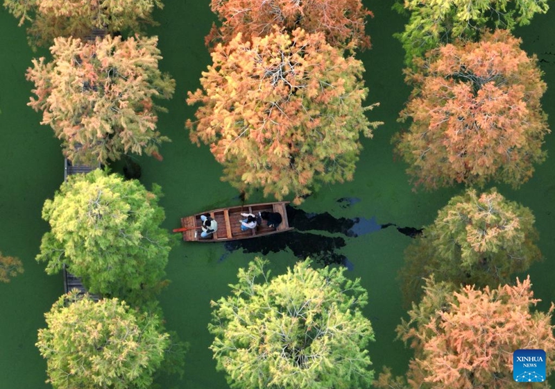 This aerial photo taken on Nov. 9, 2022 shows visitors taking a boat at a metasequoia forest in Luyang Lake wetland park in Yangzhou, east China's Jiangsu Province. (Photo by Meng Delong/Xinhua)