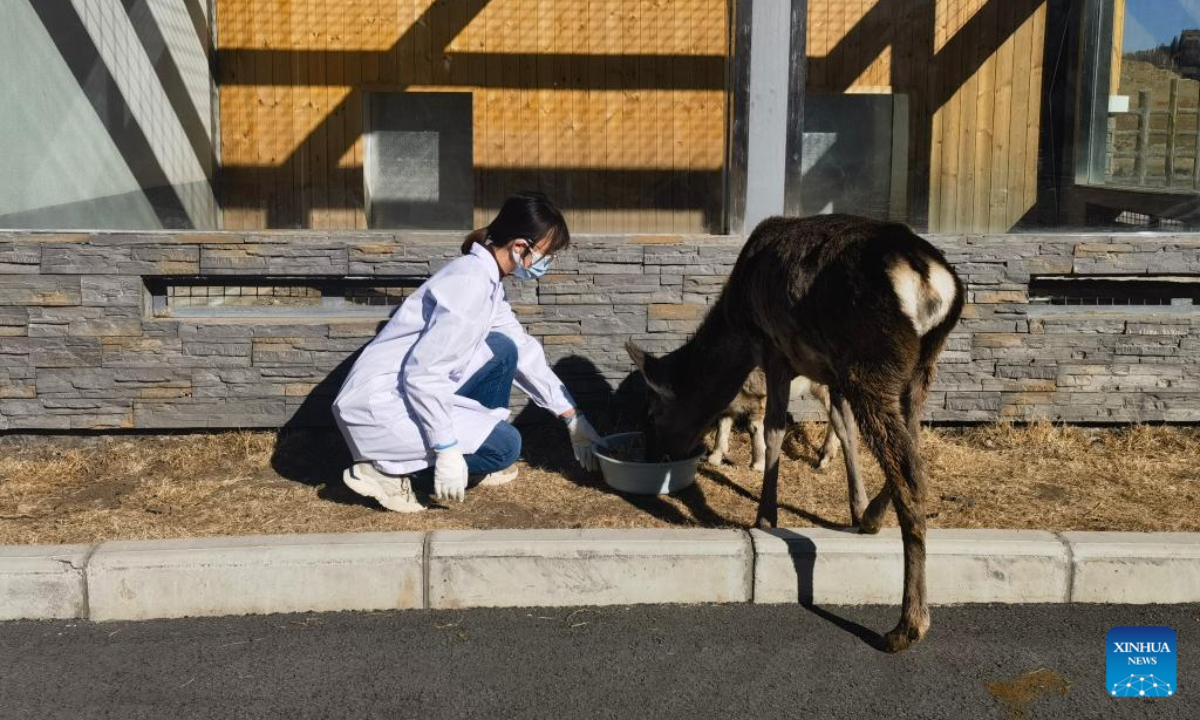 Zhang Yuzhen feeds a Tibetan red deer at a wildlife rescue and breeding station in Qilian County of Haibei Tibetan Autonomous Prefecture, northwest China's Qinghai Province, Dec 13, 2022. Photo:Xinhua