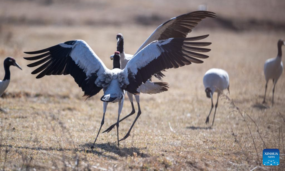 Black-necked cranes are pictured at Yunnan Dashanbao National Nature Reserve for Black-necked Cranes in Zhaotong, southwest China's Yunnan Province, Dec 11, 2022. Photo:Xinhua