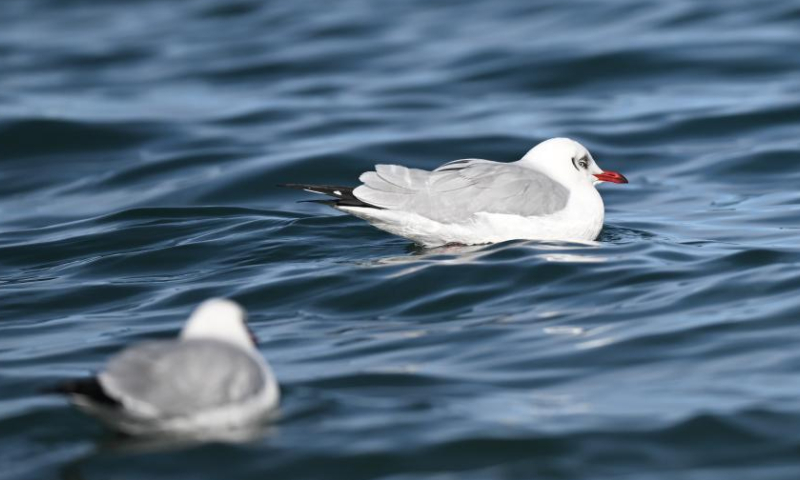 Two brown-headed gulls are seen at Qinghai Lake in northwest China's Qinghai Province, Dec. 9, 2022. (Xinhua/Zhang Long)