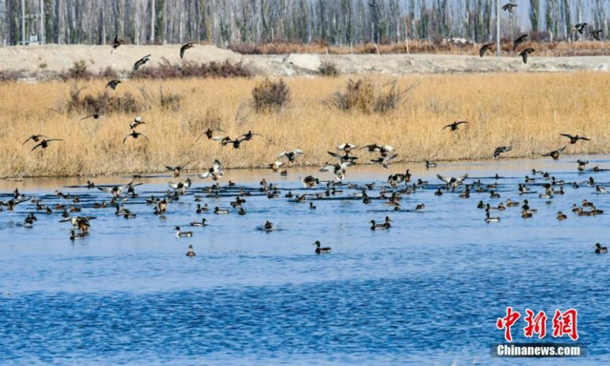Flocks of wild ducks float on the river in northwest China's Xinjiang Uyghur Autonomous Region. Photo:China News Service