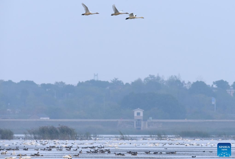 Swans fly over the Huangpi Lake in Lujiang County, east China's Anhui Province, Nov. 11, 2022. Lujiang has undertaken a range of ecological restoration work including withdrawal of land from farming and ban on fishing and aquaculture in Huangpi Lake area, which leads to a significant increase in variety and quantity of migrant birds in the remote local fishing base. (Xinhua/Guo Chen)