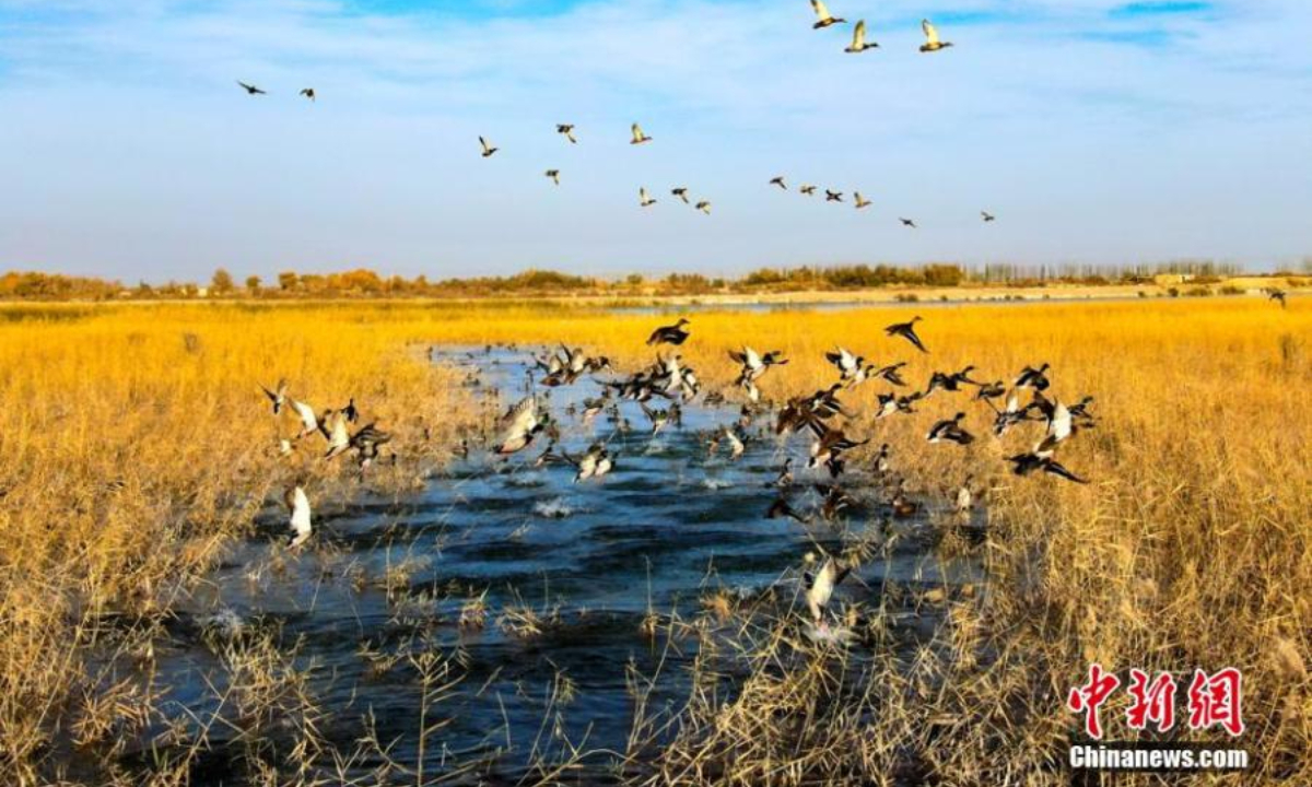 A flock of wild ducks fly over a reed wetland along Tarim River in northwest China's Xinjiang Uyghur Autonomous Region. Photo:China News Service