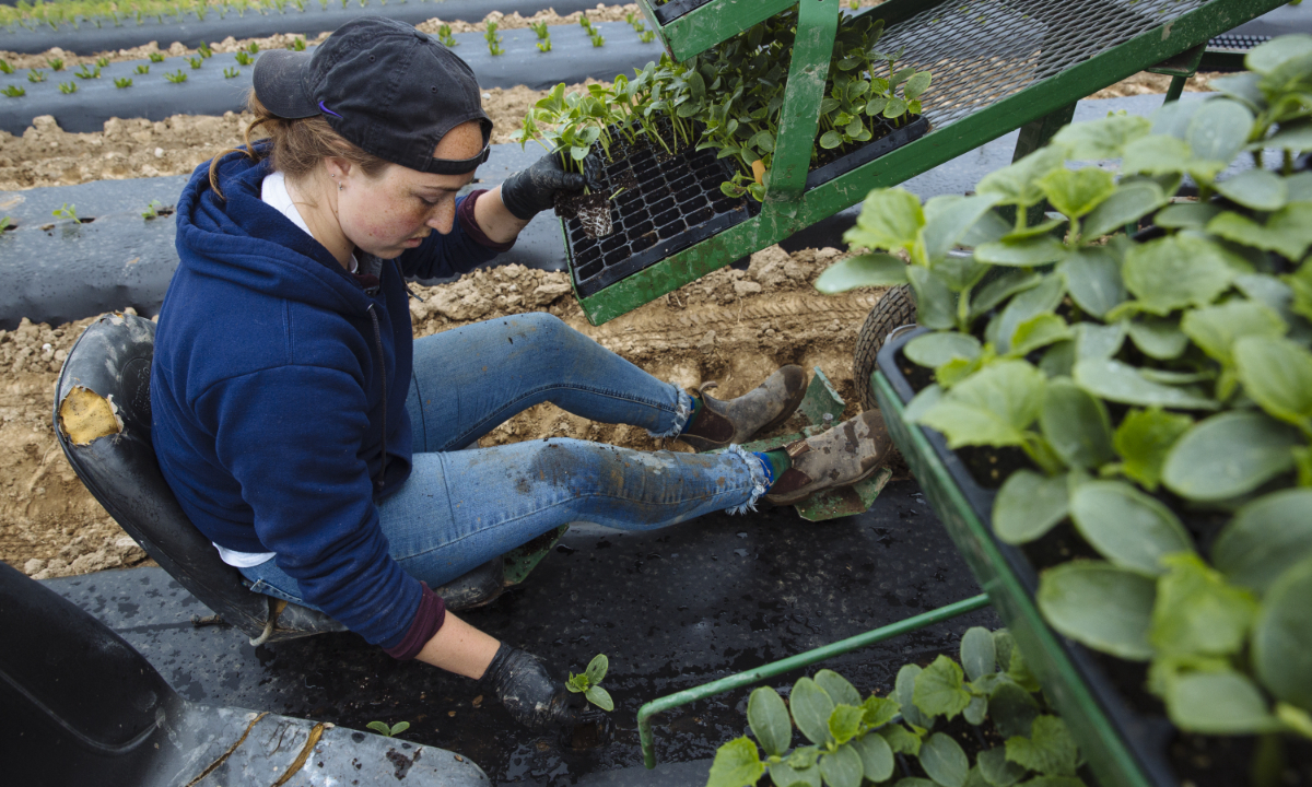 A worker riding on the back of a tractor plants cucumber seedlings at a farm in Hudson, New York, the US. Photo: VCG