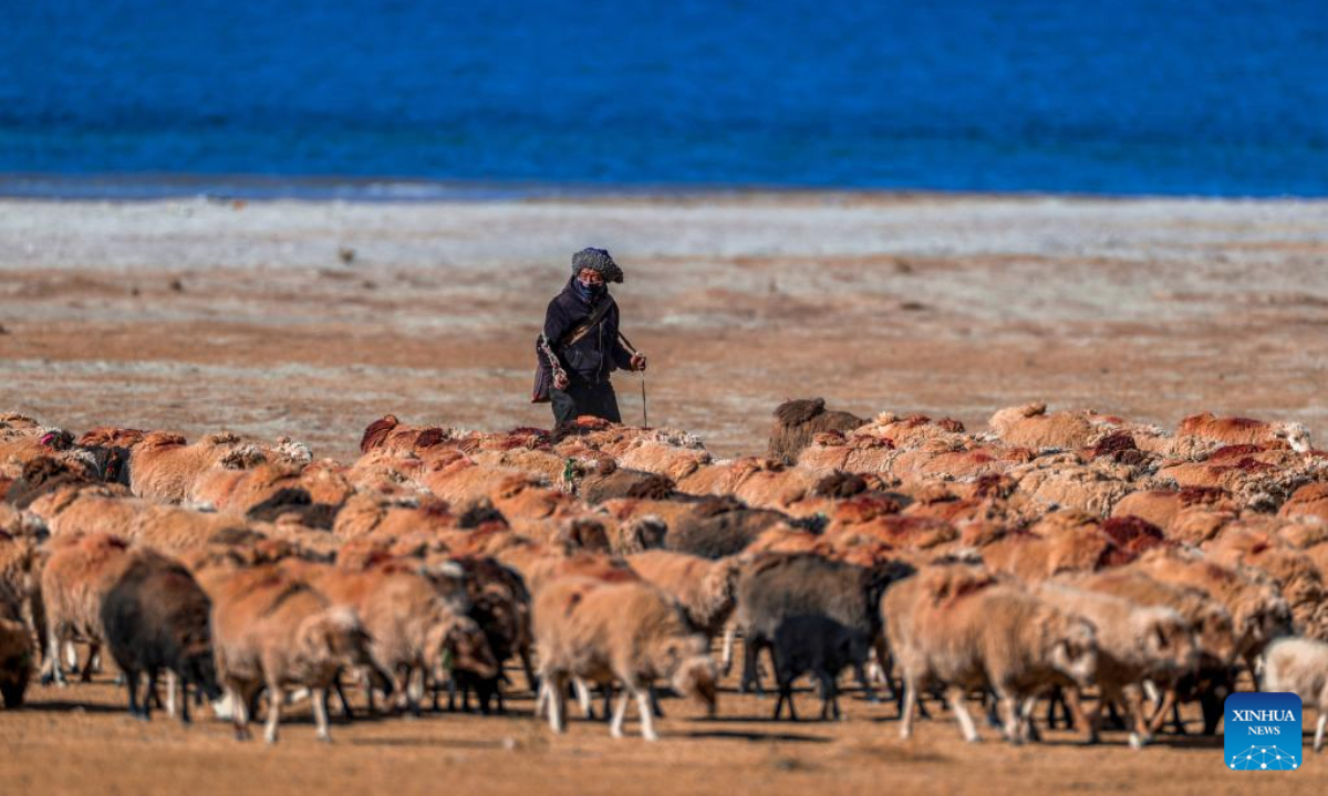 A herder grazes sheep along Yamdrok Lake in Nagarze County of Shannan City, southwest China's Tibet Autonomous Region on Dec 11, 2022. Photo:Xinhua