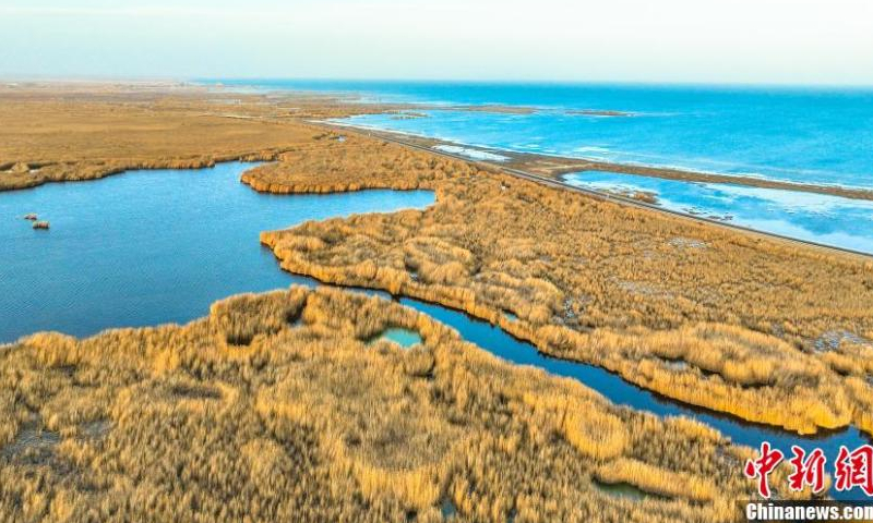 2022 年 11 月 15 日，在中国西北部的新疆维吾尔自治区博湖县，金色的芦苇花盛开，为中国最大的内陆淡水湖博斯腾湖增添了美丽。（照片：中新社/年磊）