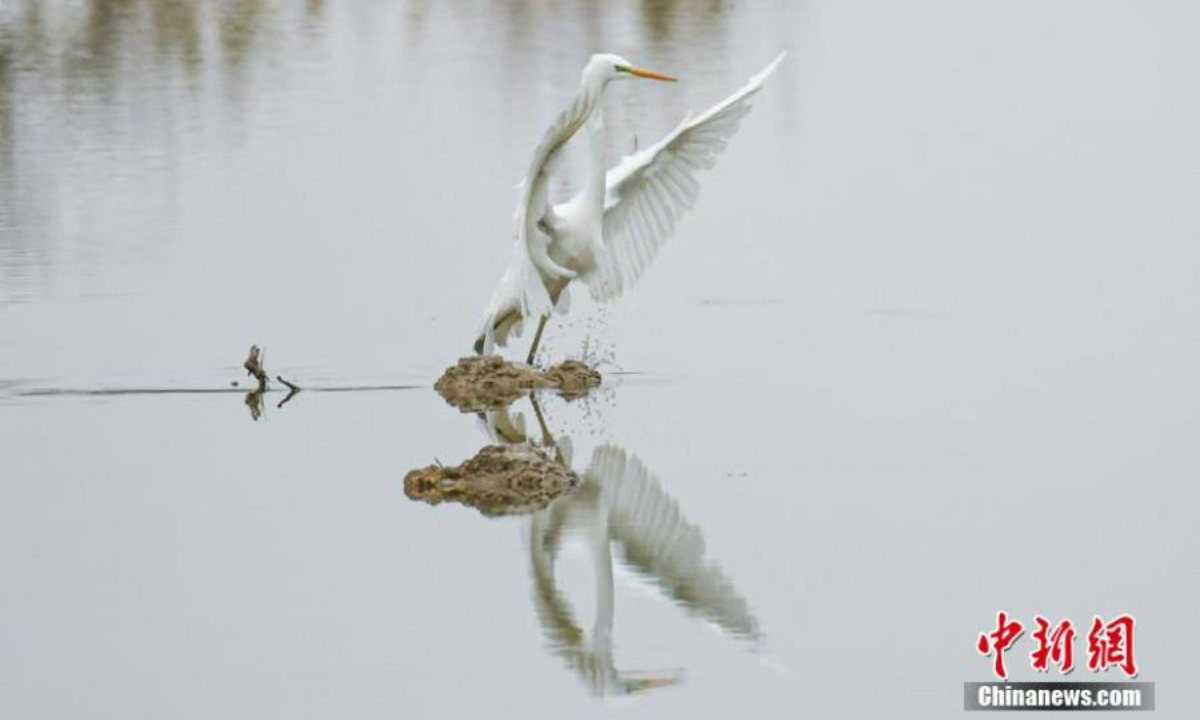 An egret rests with beautiful reflection in water in northwest China's Xinjiang Uyghur Autonomous Region. Photo:China News Service