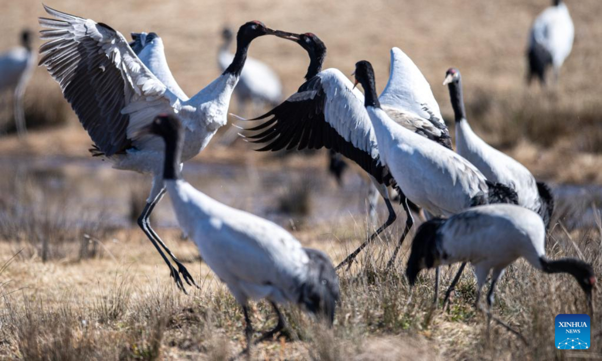 Black-necked cranes are pictured at Yunnan Dashanbao National Nature Reserve for Black-necked Cranes in Zhaotong, southwest China's Yunnan Province, Dec 11, 2022. Photo:Xinhua