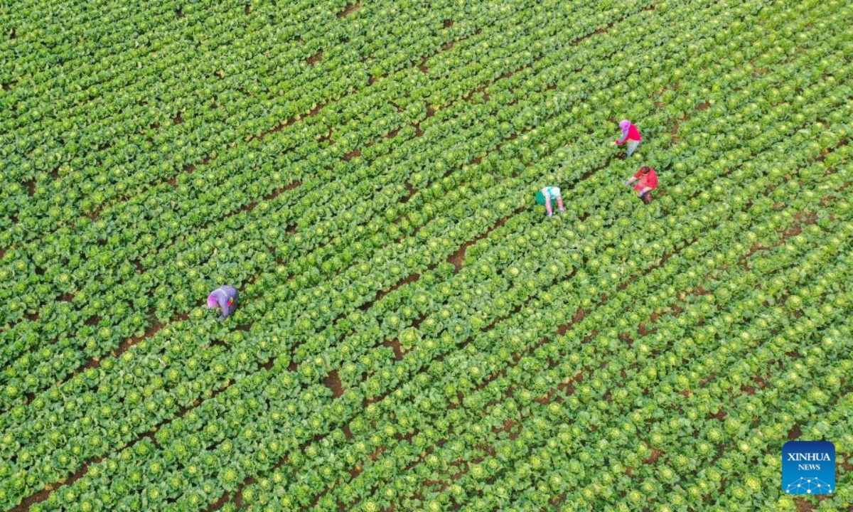 Villagers harvest Chinese cabbages in Wangjiapanzi Village, Fengnan District of Tangshan, north China's Hebei Province, Nov 19, 2022. Vegetable farmers across China are busy harvesting vegetables to ensure supply in winter. Photo:Xinhua