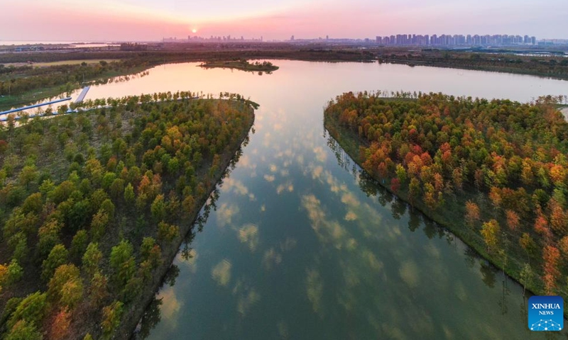 This aerial photo taken on Oct. 29, 2022 shows redwoods around the Chaohu Lake in Hefei City, east China's Anhui Province.
Hefei has five national wetland parks and three provincial wetland parks, with a wetland protection rate of 75 percent.
It was accredited on Nov. 10, 2022 by the Ramsar Convention as an international wetland city. (Photo by Wang Shibao/Xinhua)