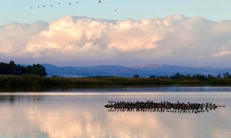 A flock of migrating birds are seen above a lake in the Hula Valley area in northern Israel, on Nov. 26, 2022. Every year, migrating birds leave their nesting grounds in Europe and cross Israel on their way to the wintering grounds in Africa. The Hula Valley area is a significant stop for birds to fuel up due to its favorable natural conditions. (Xinhua/Wang Zhuolun)