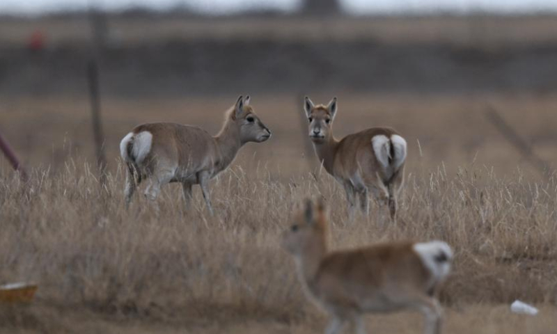 Przewalski's gazelles are seen on the grassland near Qinghai Lake in northwest China's Qinghai Province, Dec. 9, 2022. (Xinhua/Zhang Long)