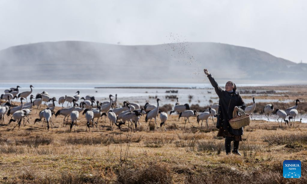 Black-necked cranes are pictured at Yunnan Dashanbao National Nature Reserve for Black-necked Cranes in Zhaotong, southwest China's Yunnan Province, Dec 11, 2022. Photo:Xinhua