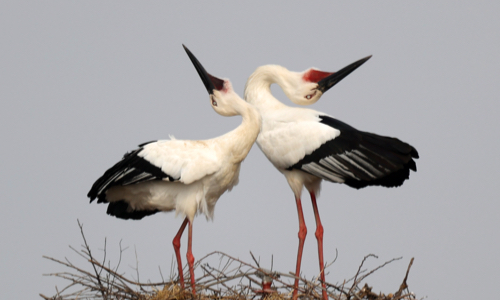 A pair of Oriental storks Photo: IC