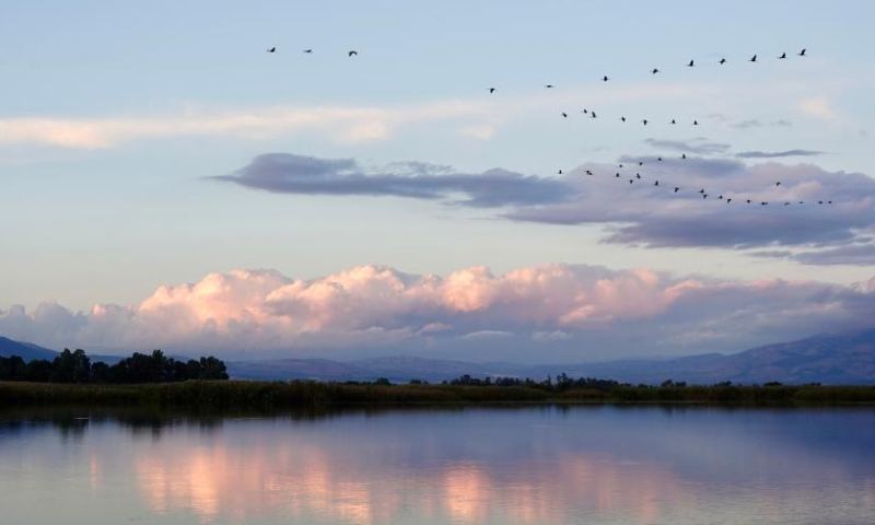 A flock of migrating birds are seen above a lake in the Hula Valley area in northern Israel, on Nov. 26, 2022. Every year, migrating birds leave their nesting grounds in Europe and cross Israel on their way to the wintering grounds in Africa. The Hula Valley area is a significant stop for birds to fuel up due to its favorable natural conditions. (Xinhua/Wang Zhuolun)