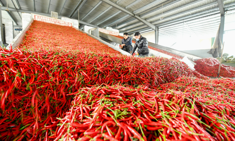 Workers handle chilis at a chili processing plant in Zunyi, Southwest China's Guizhou Province, on January 2, 2023. Recently, all kinds of chili products in Zunyi have ushered in the peak season of processing and sales. Manufacturers are accelerating production of chili products to meet demand for Spring Festival market. Photo: VCG