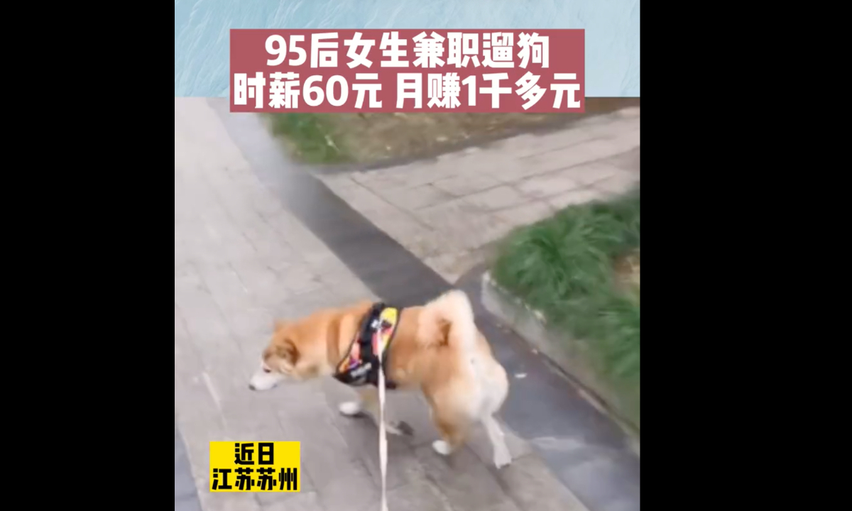 A young woman born after 1995 living in Suzhou, East China’s Jiangsu Province recently earned more than 1,000 yuan($143) a month by taking a part-time job as a dog walker.Screenshot of Metro Daily