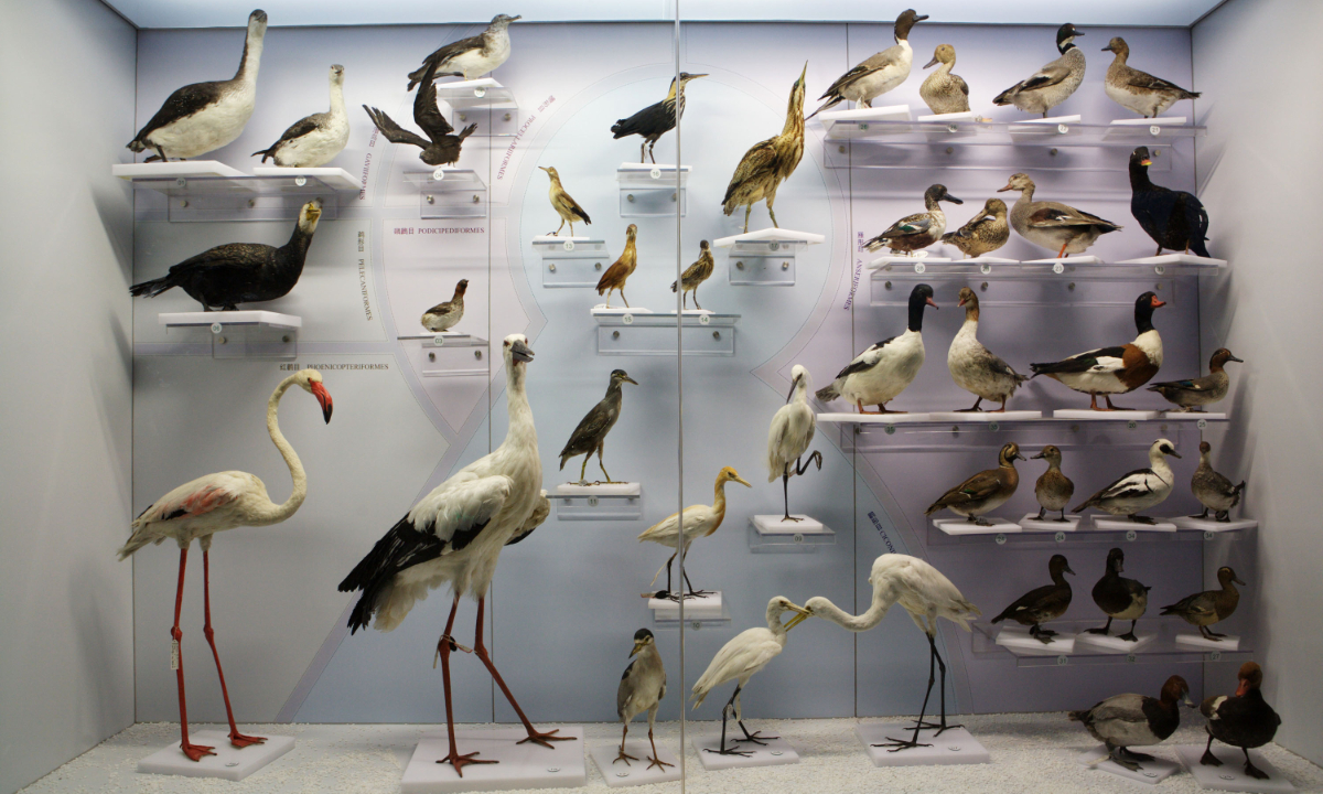 Bird specimens in the National Zoological Museum of China in BeijingPhoto: VCG