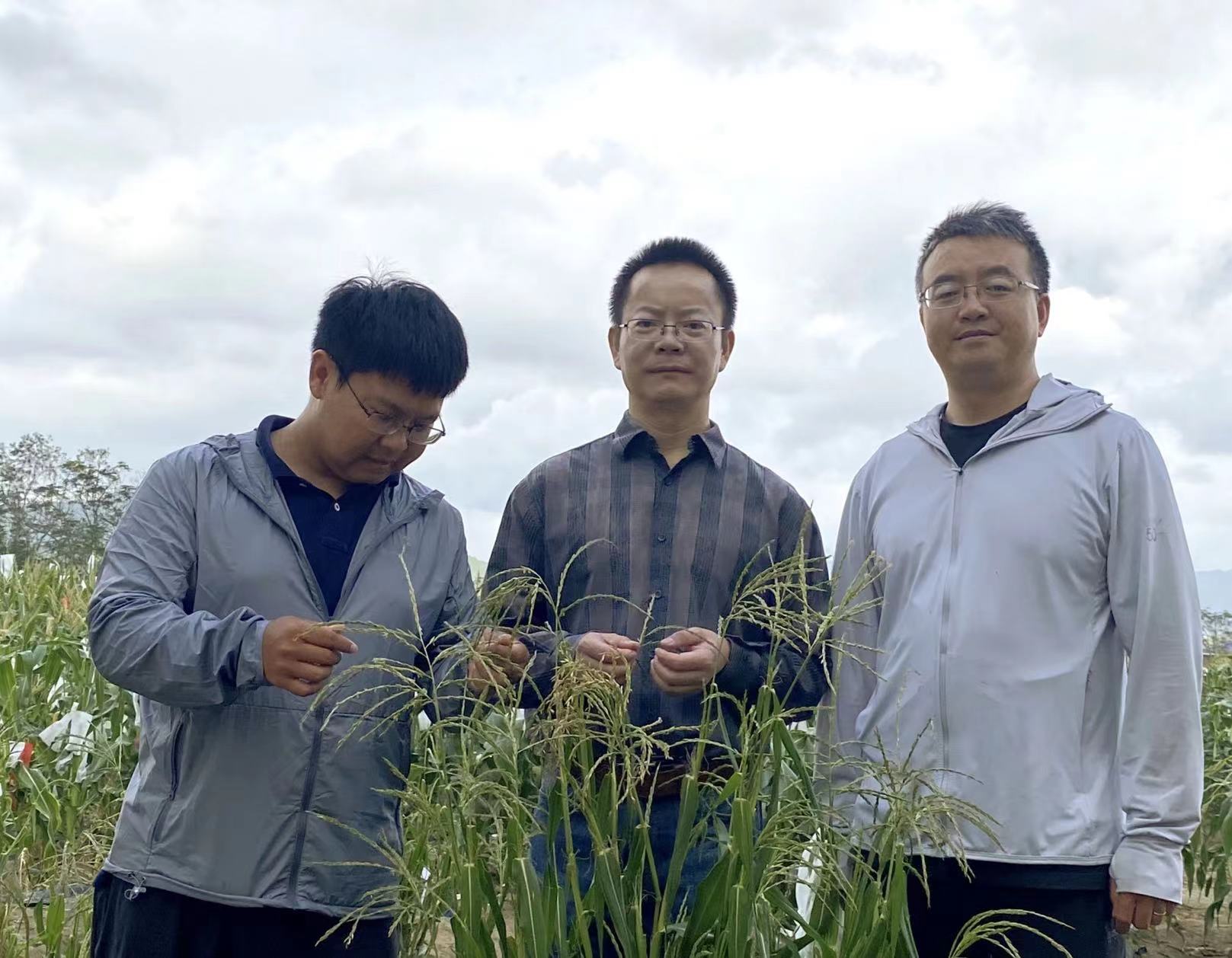The photo of Wu Yongrui's research team working in a maize field in Sanya, South China's Hainan Province. Source: The Paper