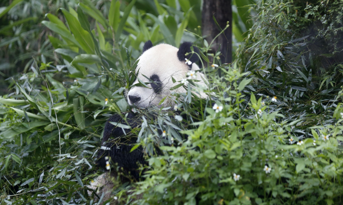 Tuan Tuan Photo: VCG