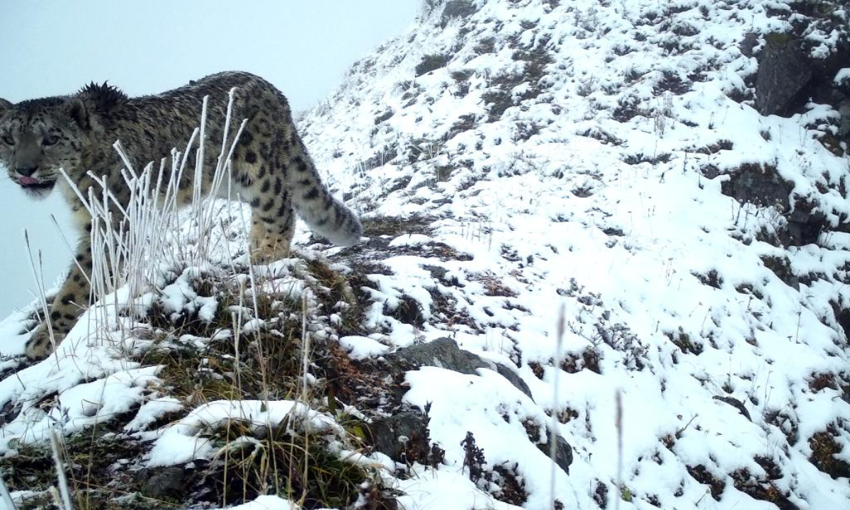 This file photo taken by an infrared camera shows a snow leopard in the Wenchuan area of the Giant Panda National Park in southwest China's Sichuan Province. Photo:Xinhua