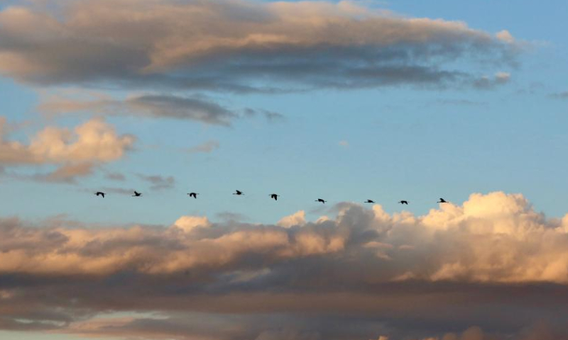 A flock of migrating birds are seen above a lake in the Hula Valley area in northern Israel, on Nov. 26, 2022. Every year, migrating birds leave their nesting grounds in Europe and cross Israel on their way to the wintering grounds in Africa. The Hula Valley area is a significant stop for birds to fuel up due to its favorable natural conditions. (Xinhua/Wang Zhuolun)