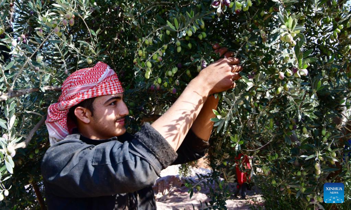 A farmer picks olives in an olive grove in Hama, Syria, Nov 17, 2022. Photo:Xinhua