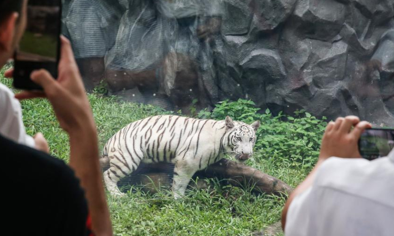 Visitors look at a white Bengal tiger at the Manila Zoo in Manila, the Philippines, Nov. 21, 2022. The Manila Zoo was reopened to the public after a three-year hiatus as it underwent a complete renovation and served as a venue for the city's COVID-19 vaccination during the pandemic. (Xinhua/Rouelle Umali)