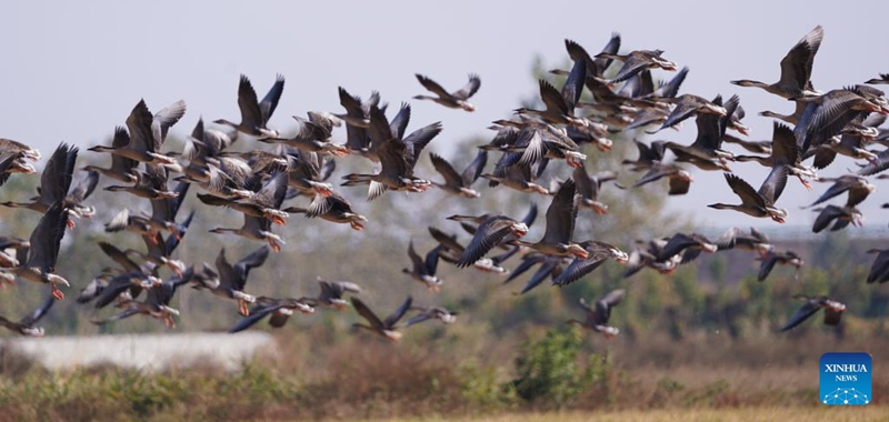 Swan geese fly over Wuxing white crane conservation area by the Poyang Lake in Nanchang, east China's Jiangxi Province, Nov. 10, 2022. The first batch of migrant birds have arrived at Poyang Lake, the largest fresh-water lake in China, to spend their winter time. (Xinhua/Zhou Mi)