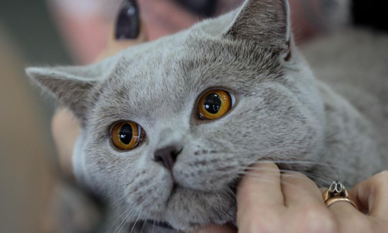 A cat is seen during a cat show in Zagreb, Croatia on Nov.19, 2022. (Jurica Galoic/PIXSELL via Xinhua)