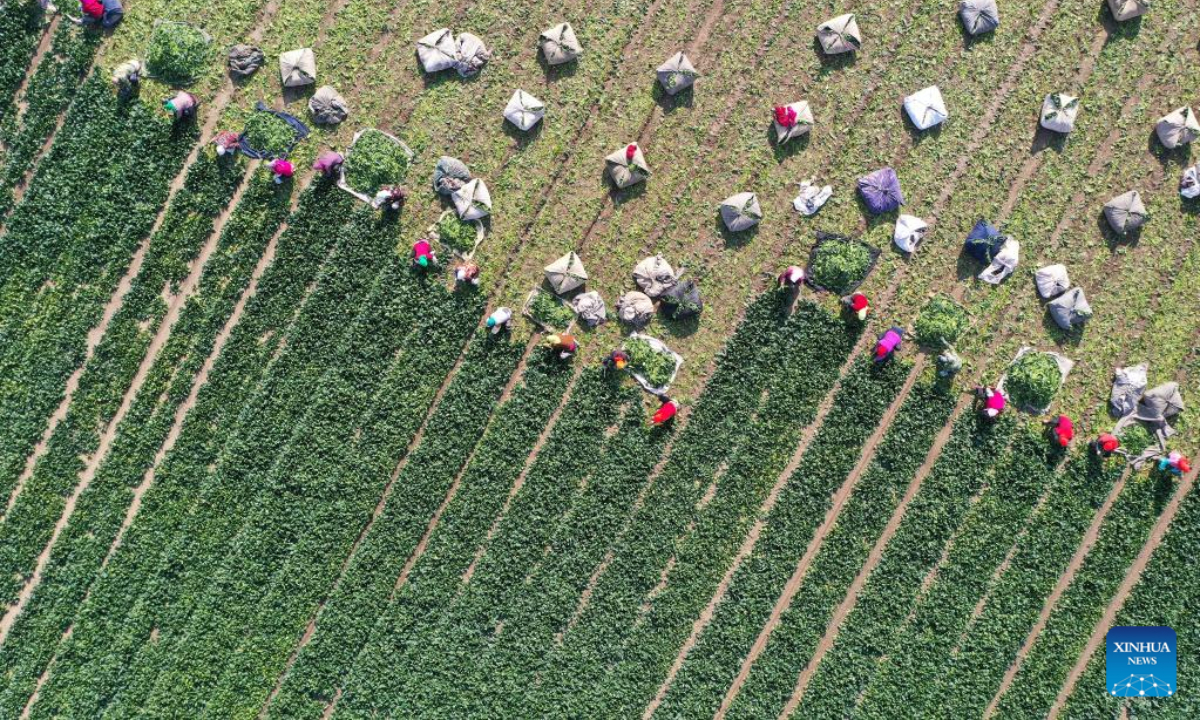 This aerial photo taken on Nov 18, 2022 shows villagers harvesting spinach in Wujiatun Village of Gaomi, east China's Shandong Province. Vegetable farmers across China are busy harvesting vegetables to ensure supply in winter. Photo:Xinhua