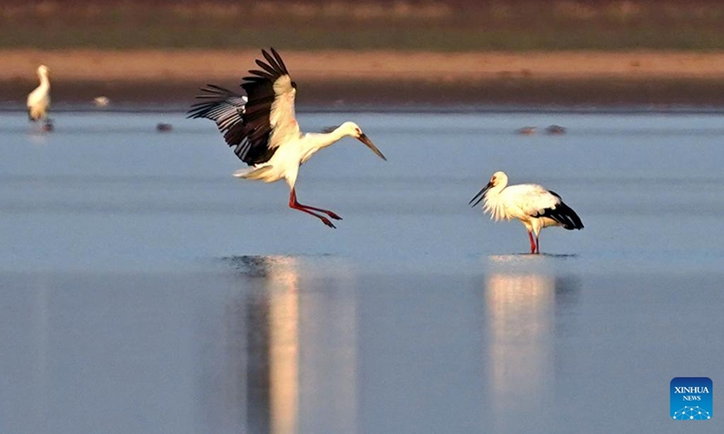 Oriental white storks are seen at the Poyang Lake Nanji national wetland reserve in east China's Jiangxi Province, Nov. 11, 2022. The first batch of migrant birds have arrived at Poyang Lake, the largest fresh-water lake in China, to spend their winter time. (Xinhua/Wan Xiang)