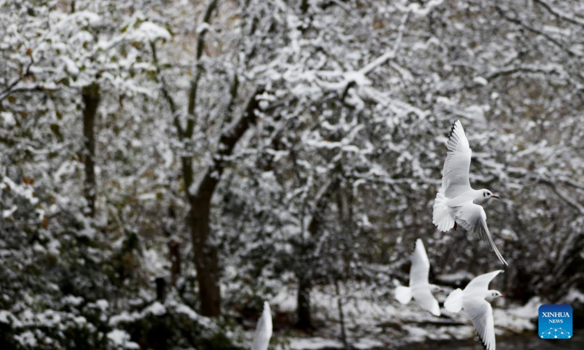 This photo taken on Dec 12, 2022 shows birds flying at Green Park in London, Britain. Snow blanketed London on Monday. Photo:Xinhua