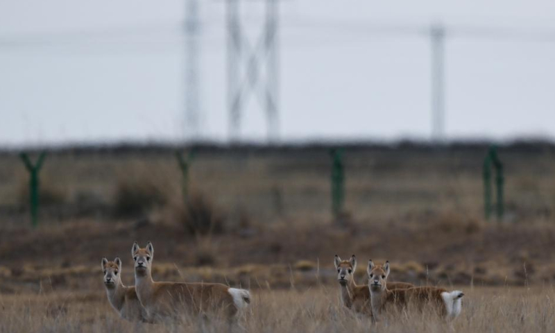 Przewalski's gazelles are seen on the grassland near Qinghai Lake in northwest China's Qinghai Province, Dec. 9, 2022. (Xinhua/Zhang Long)
