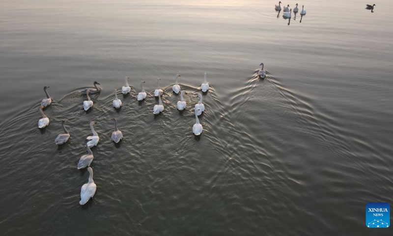 This aerial photo taken on Nov. 9, 2022 shows migrant birds on the Chaohu Lake in Hefei City, east China's Anhui Province.
Hefei has five national wetland parks and three provincial wetland parks, with a wetland protection rate of 75 percent.
It was accredited on Nov. 10, 2022 by the Ramsar Convention as an international wetland city. (Xinhua/Zhang Duan)