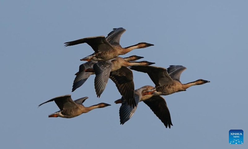 Swan geese fly over Wuxing white crane conservation area by the Poyang Lake in Nanchang, east China's Jiangxi Province, Nov. 10, 2022. The first batch of migrant birds have arrived at Poyang Lake, the largest fresh-water lake in China, to spend their winter time. (Xinhua/Zhou Mi)