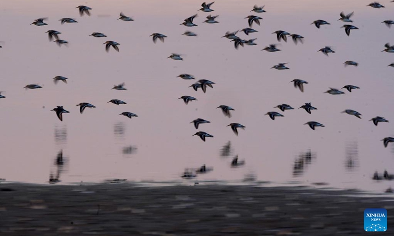 Migrant birds are seen at the Poyang Lake Nanji national wetland reserve in east China's Jiangxi Province, Nov. 11, 2022. The first batch of migrant birds have arrived at Poyang Lake, the largest fresh-water lake in China, to spend their winter time. (Xinhua/Wan Xiang)