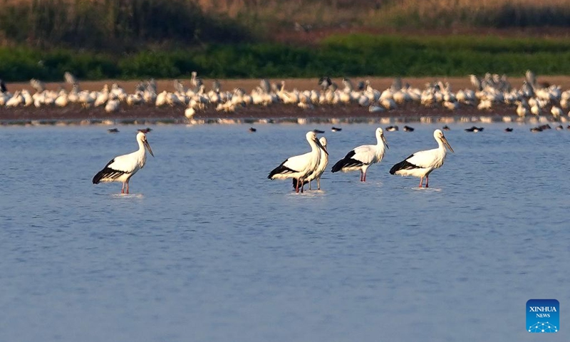 Oriental white storks are seen at the Poyang Lake Nanji national wetland reserve in east China's Jiangxi Province, Nov. 11, 2022. The first batch of migrant birds have arrived at Poyang Lake, the largest fresh-water lake in China, to spend their winter time. (Xinhua/Wan Xiang)