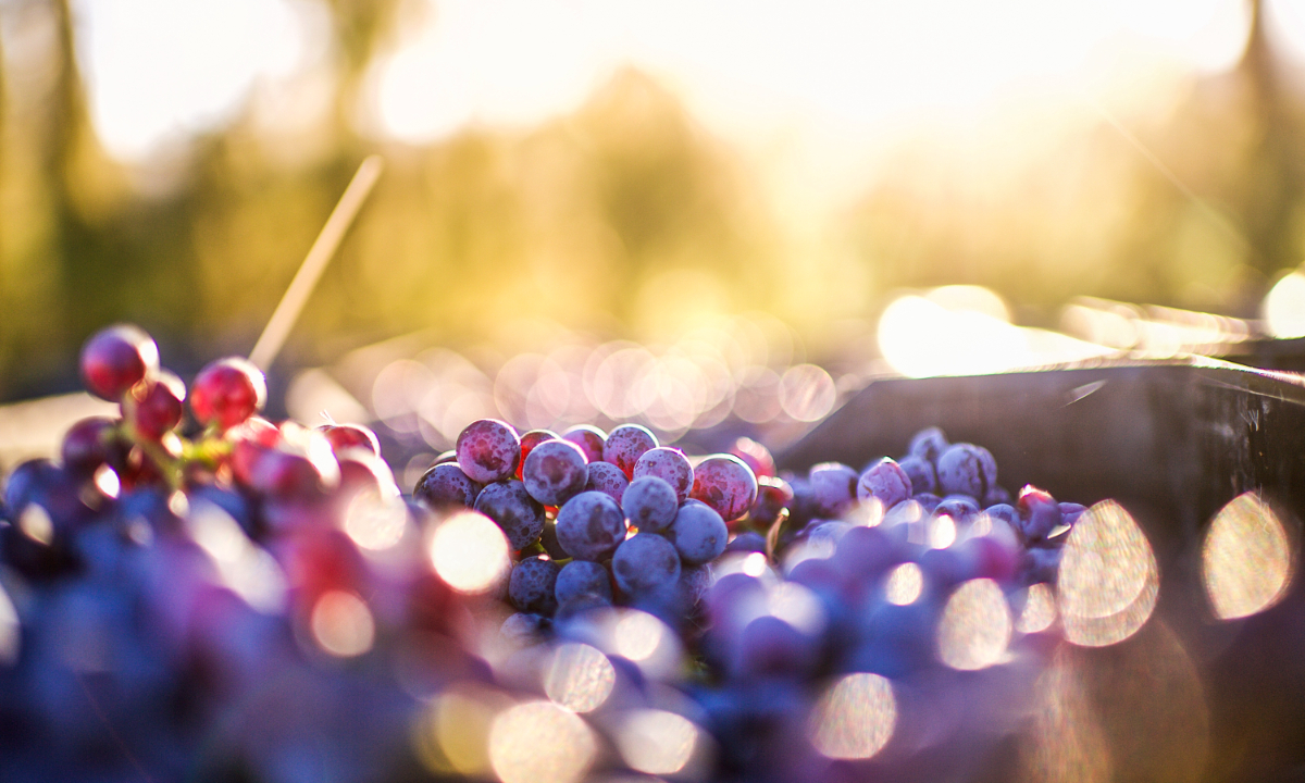 Grapes in a vineyard Photo: VCG