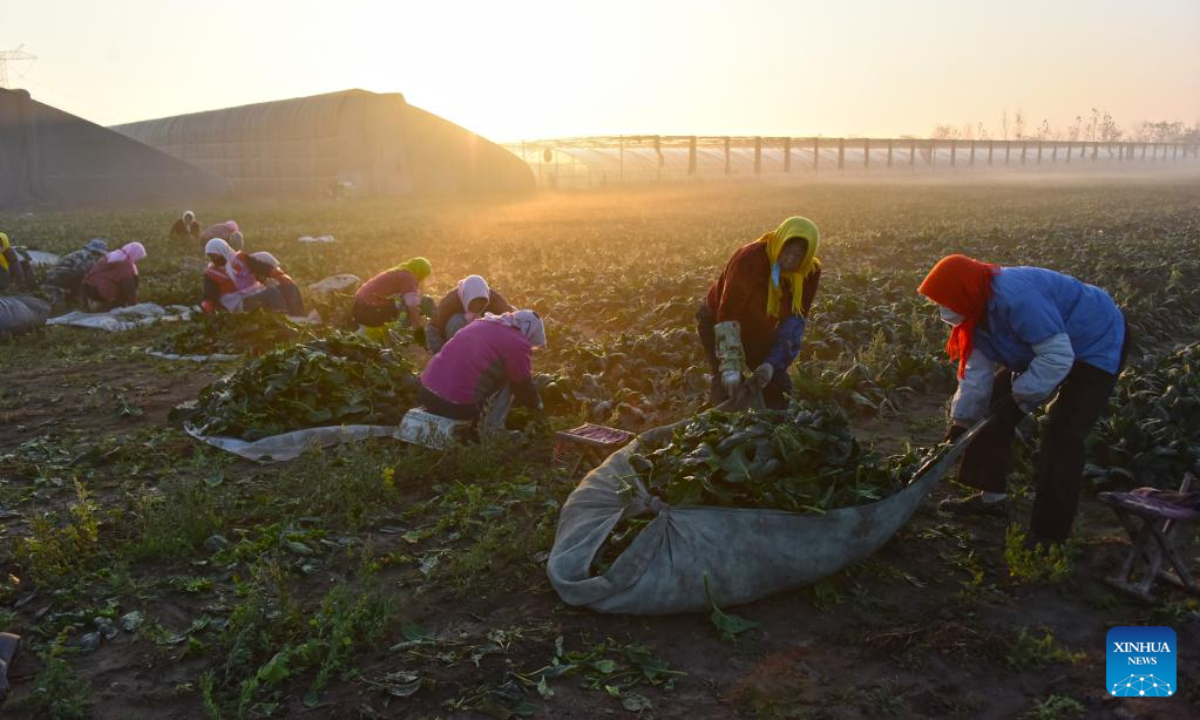 Villagers harvest spinach at a family farm in Gaomi, east China's Shandong Province, Nov 18, 2022. Vegetable farmers across China are busy harvesting vegetables to ensure supply in winter. Photo:Xinhua