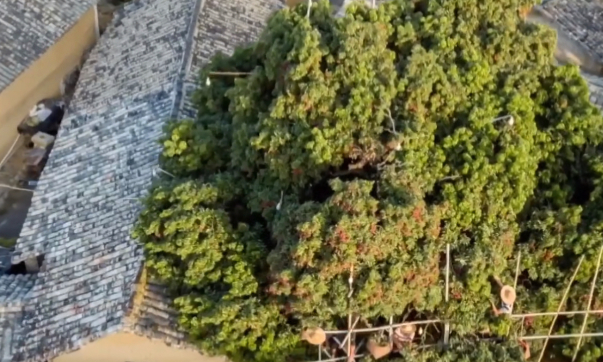 A 1,500-year-old lychee tree in South China's Guangxi Zhuang Autonomous Region, one of the oldest lychee trees with available records worldwide, can still bear nearly a thousand grams of fruit in the harvest season. Photo: Guancha News